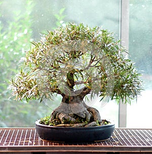 Ficus nerifolia bonsai