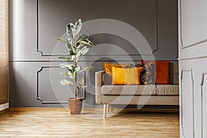 Ficus next to brown couch with orange pillows in dark grey apart