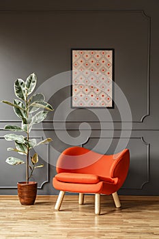 Ficus next to orange armchair against grey wall with poster in m