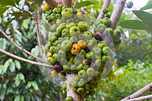 ficus nota fruit that is still green and yellow photo