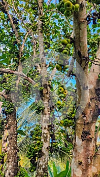 The Ficus nota plant is a plant that produces a lot of fruit, this plant grows a lot in tropical areas photo