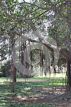 Ficus Obliqua Tree Roots photo