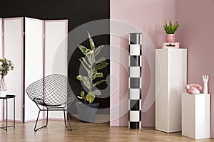 Ficus in pink studio interior