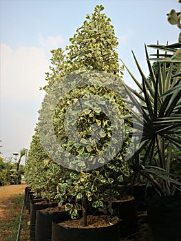 Ficus is a plant commonly found in tropical areas