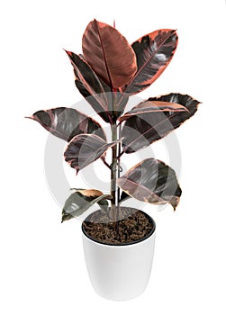 Ficus plant growing on white background