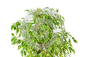 Ficus Plant Isolated On White