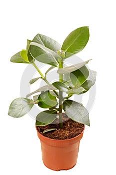 Ficus in the pot