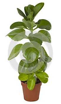 Ficus in pot