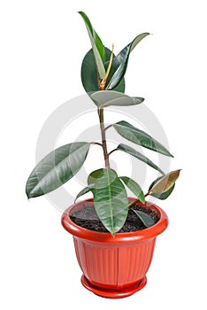 Ficus in pot