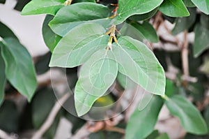 ficus pumila or climbing fig or Climbing Vine