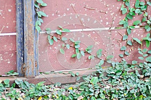 ficus pumila or climbing fig or Climbing Vine