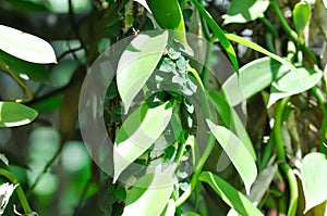 Ficus pumila or climbing fig, tridax procumbens