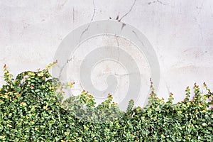 Ficus pumila climbing