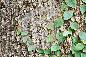 Ficus pumila climbing on tree bark