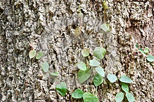 Ficus pumila climbing on tree bark