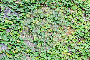 Ficus pumila climbing on wall