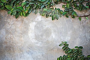 Ficus pumila climbing on wall