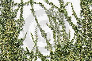 Ficus pumila climbing on white wall