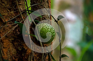 Ficus pumila creeping fig or climbing fig fruits and leaves on tree branch