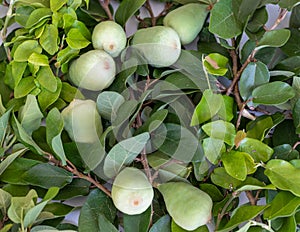 Ficus pumila creeping fig fruits hanging over from the branches