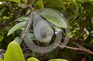 Ficus pumila fruits photo