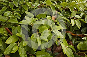 Ficus pumila fruits photo