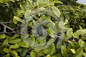 Ficus pumila fruits photo