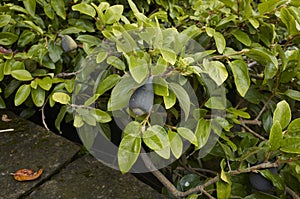 Ficus pumila fruits photo