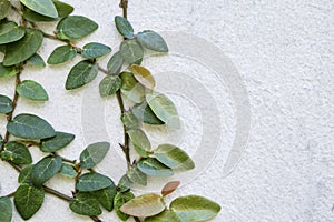 Ficus pumila plant growing on white cement wall