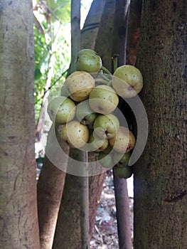 ficus racemosa