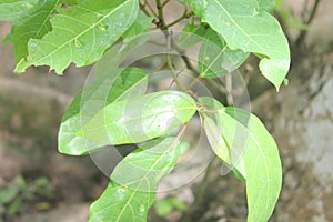 Ficus racemosa, aththikka, cluster fig tree,the cluster fig, red river fig or gular, is a species of the family Moraceae.