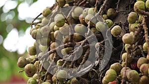 Ficus racemosa (the cluster fig, elo, loa, Ficus glomerata)