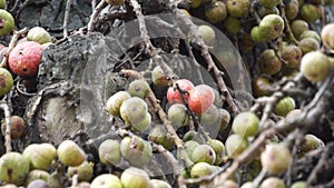 Ficus racemosa (the cluster fig, elo, loa, Ficus glomerata)