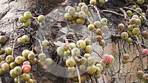 Ficus racemosa (the cluster fig, elo, loa, Ficus glomerata)