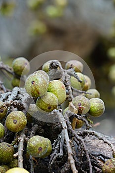 Ficus racemosa (the cluster fig, elo, loa, Ficus glomerata)