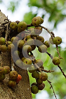 Ficus racemosa (the cluster fig, elo, loa, Ficus glomerata)