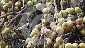 Ficus racemosa (the cluster fig, elo, loa, Ficus glomerata)