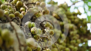 Ficus racemosa (the cluster fig, elo, loa, Ficus glomerata)