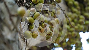 Ficus racemosa (the cluster fig, elo, loa, Ficus glomerata)