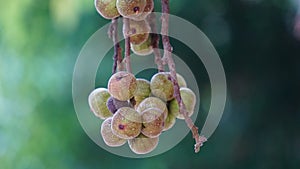 Ficus racemosa (the cluster fig, elo, loa, Ficus glomerata)