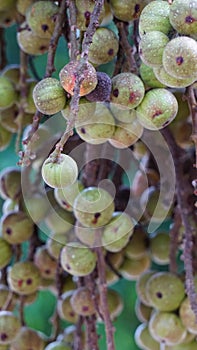 Ficus racemosa (the cluster fig, elo, loa, Ficus glomerata)