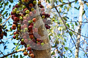 Ficus racemosa or the cluster fig fruit