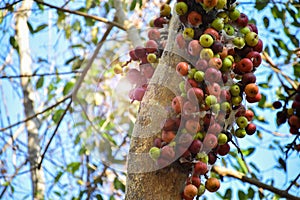Ficus racemosa or the cluster fig fruit