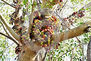 Ficus racemosa or the cluster fig fruit