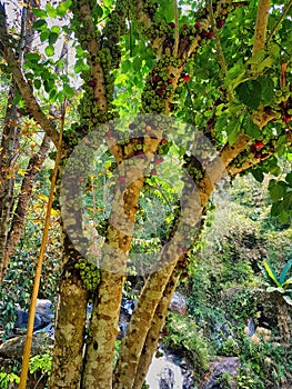 Ficus Racemosa (cluster fig or gular) with hundreds of fruits