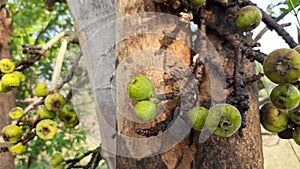 Ficus racemosa fruits.