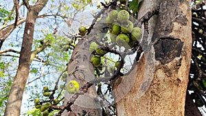 Ficus racemosa fruits.
