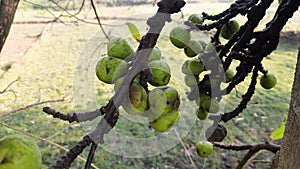 Ficus racemosa fruits.