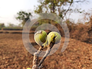 Ficus racemosa fruits.