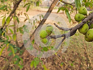 Ficus racemosa fruits.